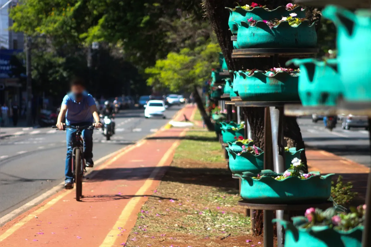 Imagem ilustrativa da imagem #A CIDADE FALA - Flores pelo caminho