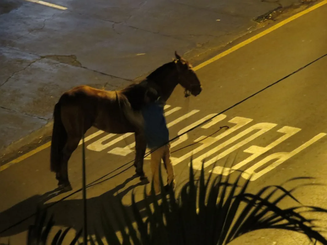 Imagem ilustrativa da imagem A CIDADE FALA| O cavaleiro e a égua