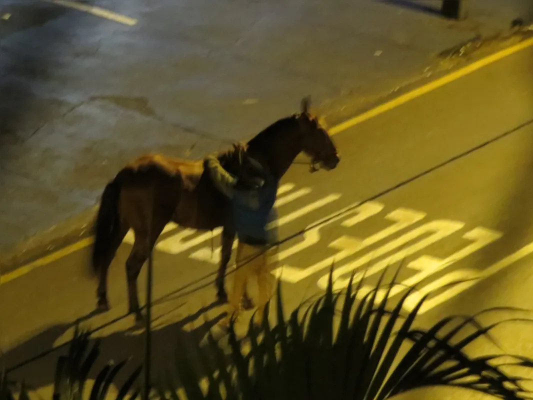 Imagem ilustrativa da imagem A CIDADE FALA| O cavaleiro e a égua