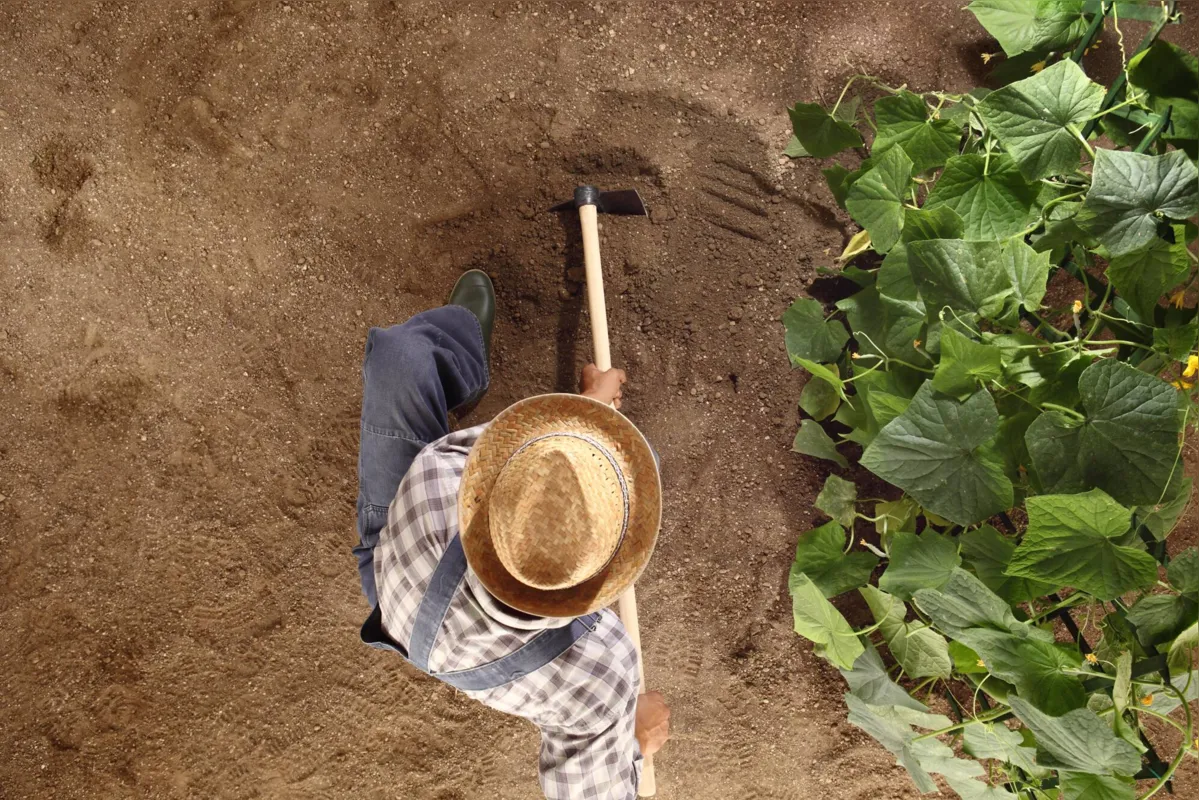 Imagem ilustrativa da imagem A força do agricultor: um terço da riqueza paranaense vem dele