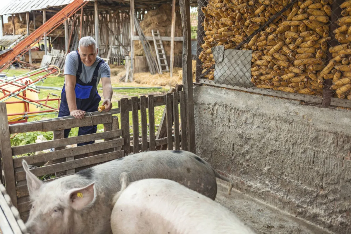 Imagem ilustrativa da imagem A força do agricultor: um terço da riqueza paranaense vem dele