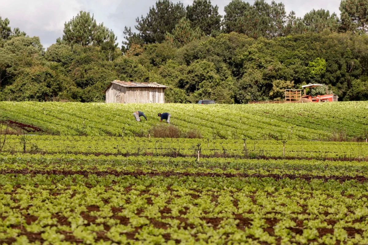 Mais de 1 milhão de pessoas moram em propriedades de agricultura familiar no Estado