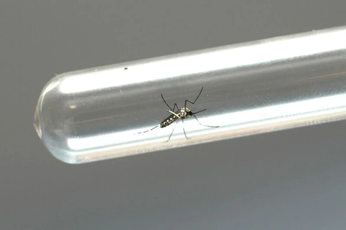 O Boletim da Dengue aponta 870 novos casos provocados pela doença e nenhuma morte.
