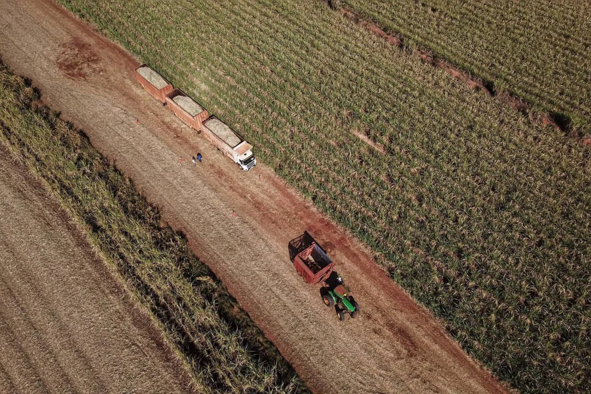 Com 98% da produção mecanizada já é possível manter uma produtividade de 92 toneladas por hectare