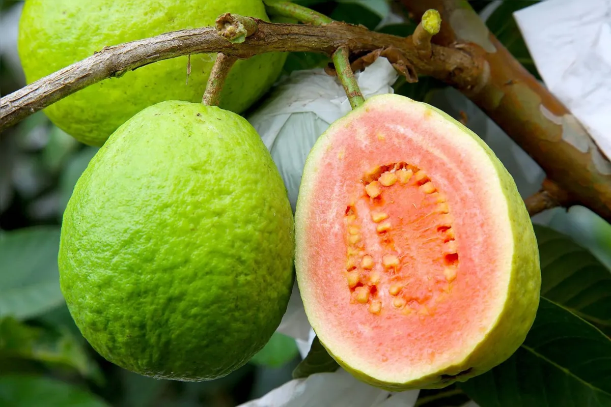 Plantação de goiaba em Carlópolis, maior município produtor da fruta no Estado