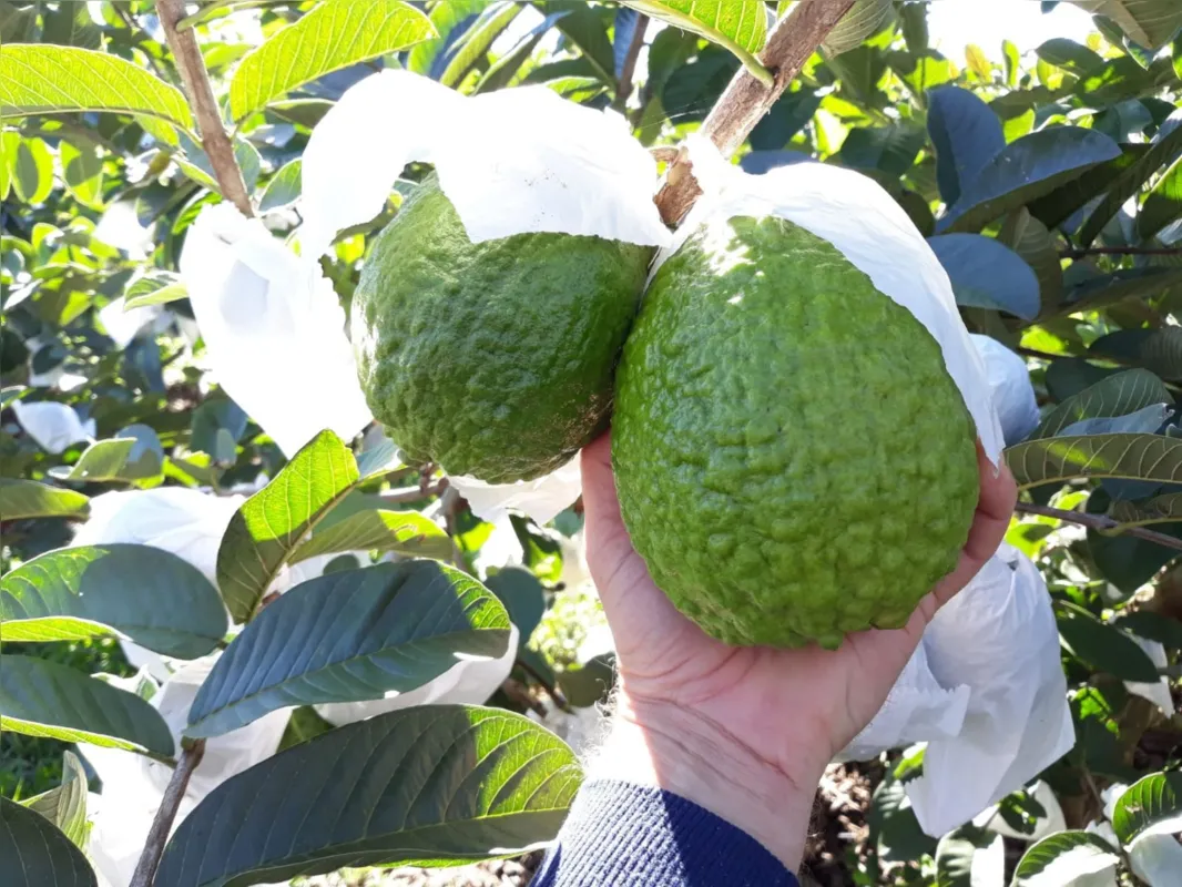 Dos 9 hectares da propriedade da família, 2 deles são destinados ao cultivo da fruta