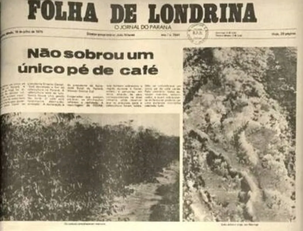 Imagem ilustrativa da imagem Como a geada negra afetou o Paraná?