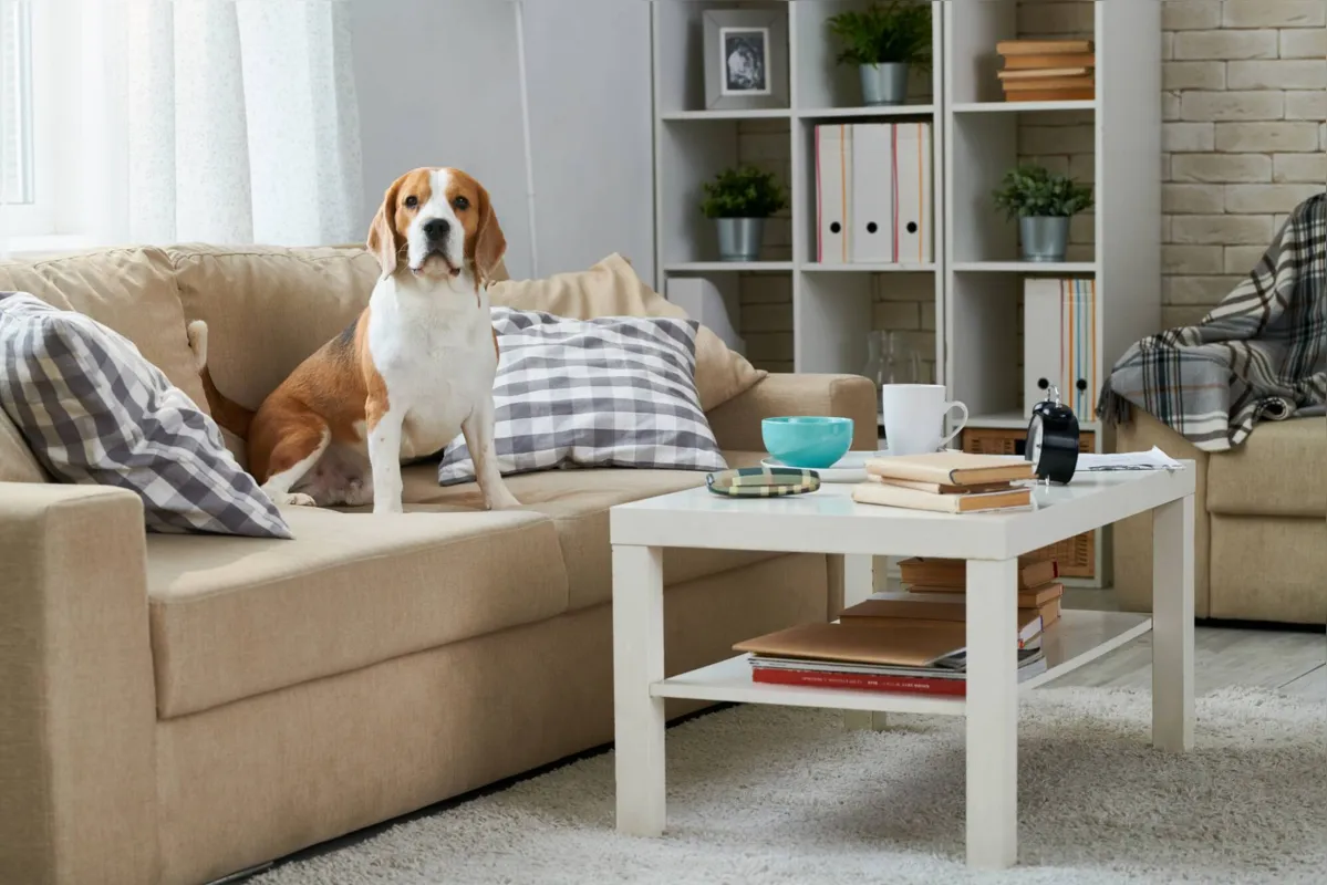Imagem ilustrativa da imagem Como manter os pets seguros em casa