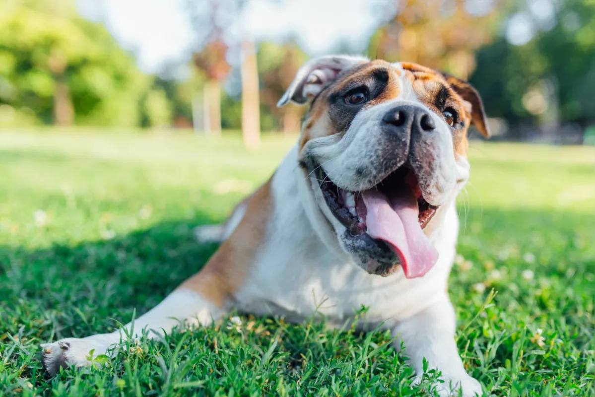 Imagem ilustrativa da imagem Como o tempo seco e mudanças de temperatura afetam o cachorro
