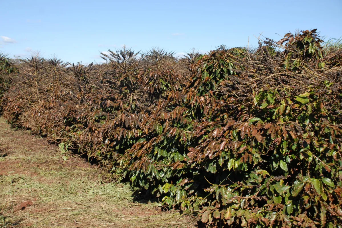 Imagem ilustrativa da imagem Conselho aprova apoio de R$ 1,32 bilhão a cafeicultores afetados por geada