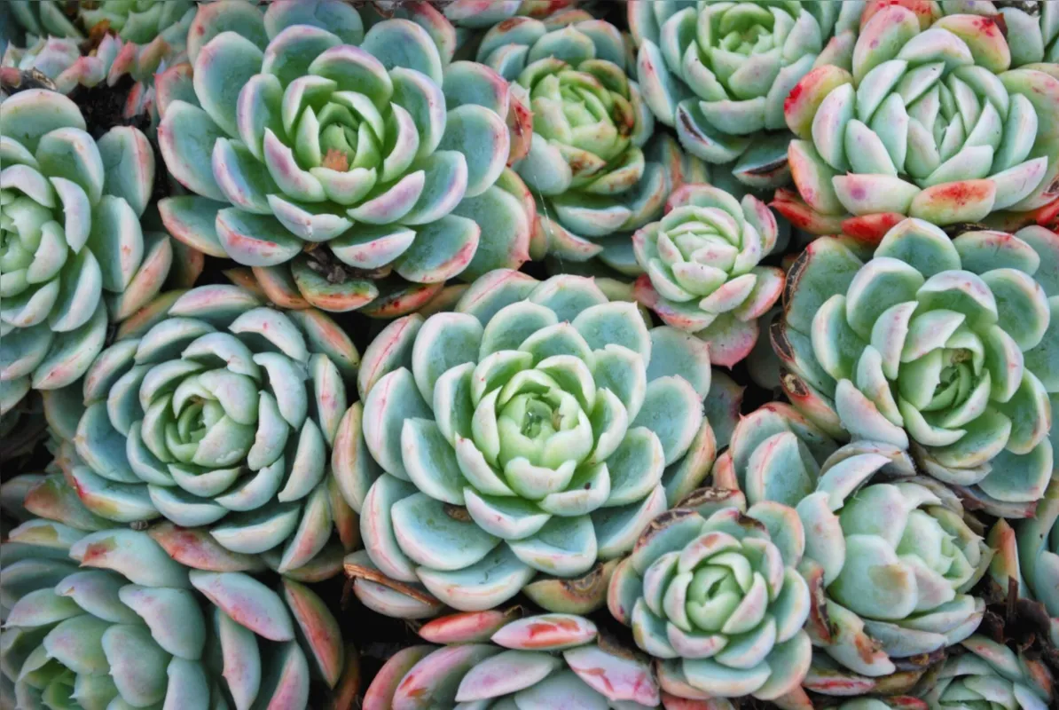 Imagem ilustrativa da imagem Cultivo de plantas ornamentais vira negócio Cianorte