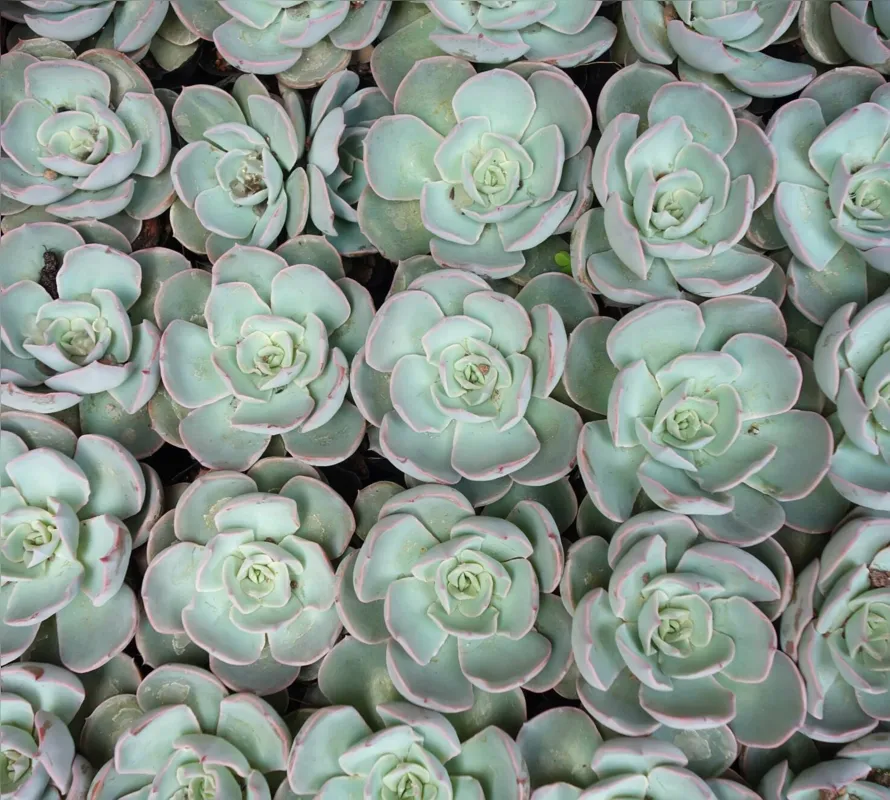 Imagem ilustrativa da imagem Cultivo de plantas ornamentais vira negócio Cianorte