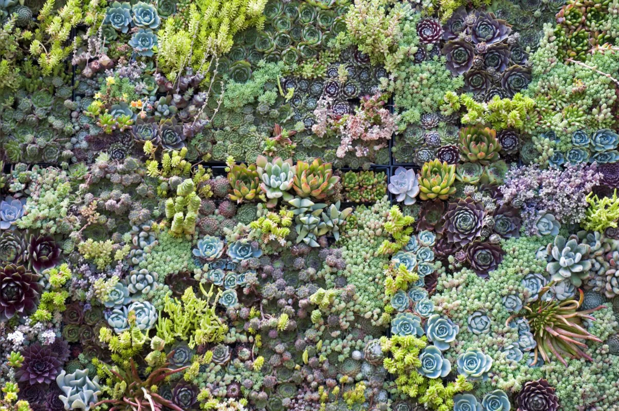 Imagem ilustrativa da imagem Cultivo de plantas ornamentais vira negócio Cianorte