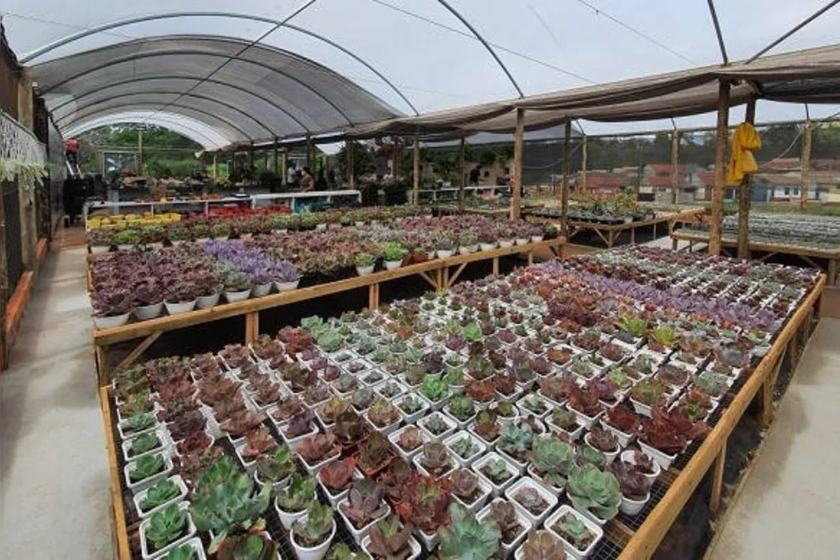 Imagem ilustrativa da imagem Cultivo de plantas ornamentais vira negócio Cianorte