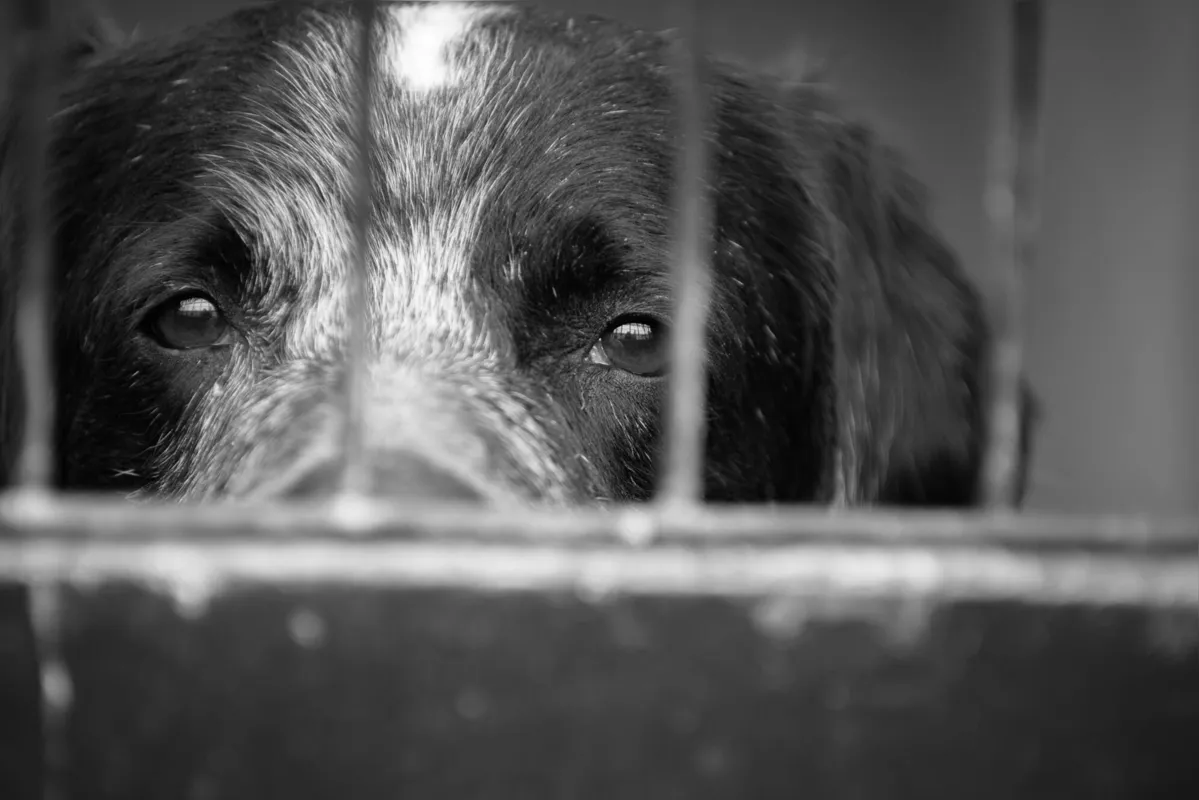 Imagem ilustrativa da imagem Denúncias de maus-tratos contra animais domésticos aumentam 111% no Paraná