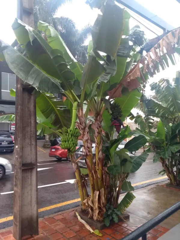 Imagem ilustrativa da imagem Entre o concreto e os carros a bananeira nos presenteia com seus frutos