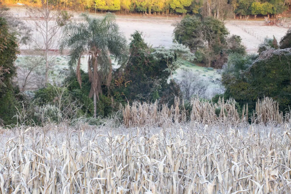 Imagem ilustrativa da imagem Estiagem, pragas e geada reduzem expectativa de safra de grãos no Paraná