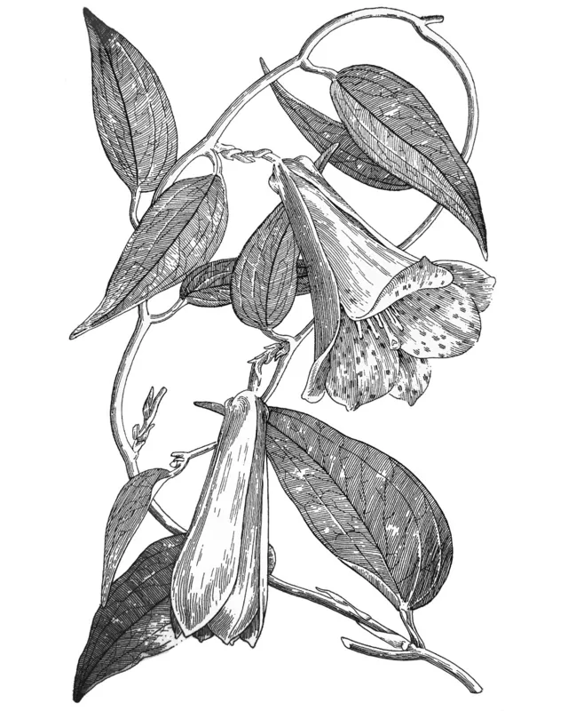 Desenho botânico de Tauan Gon