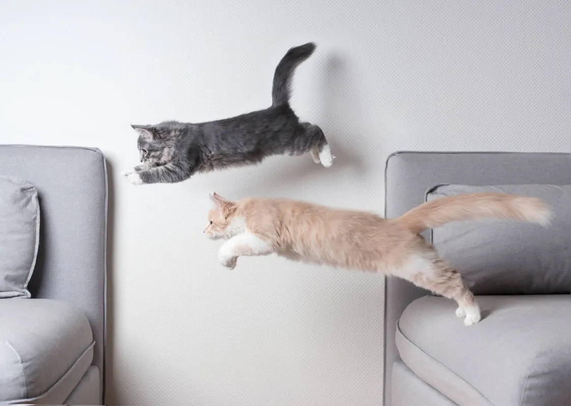 Imagem ilustrativa da imagem Exímio saltador e corredor, seu gato é um atleta em potencial