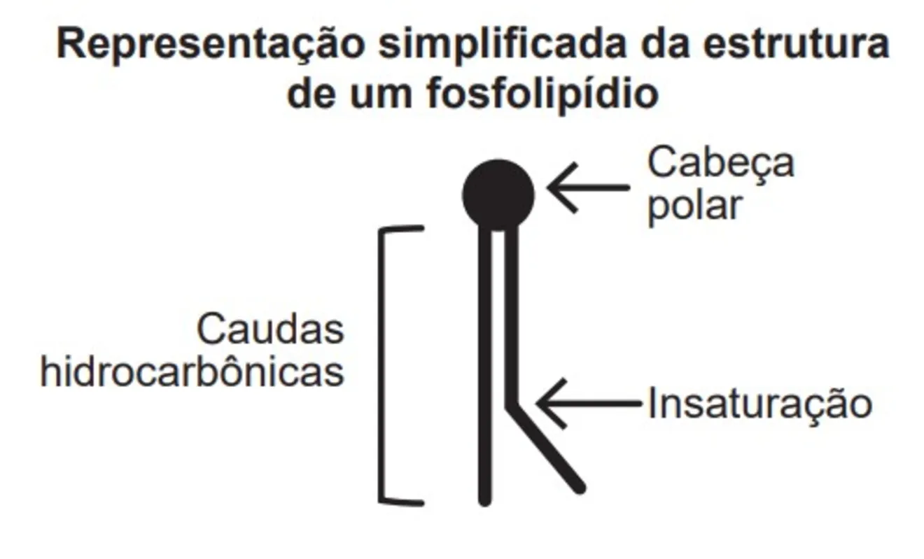 Imagem ilustrativa da imagem FOLHA ENEM - CADERNO 3 - Ciências da natureza