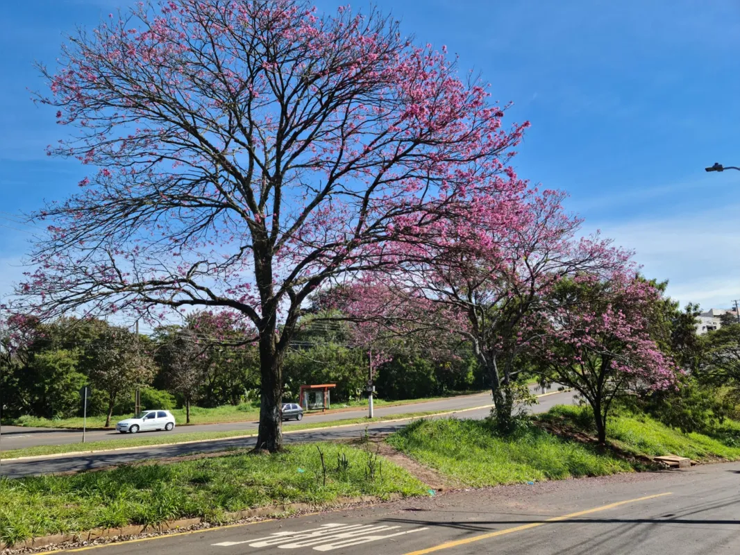 Ipês roxos na avenida Lucia Helena Gonçalves Viana, no acesso à zona norte