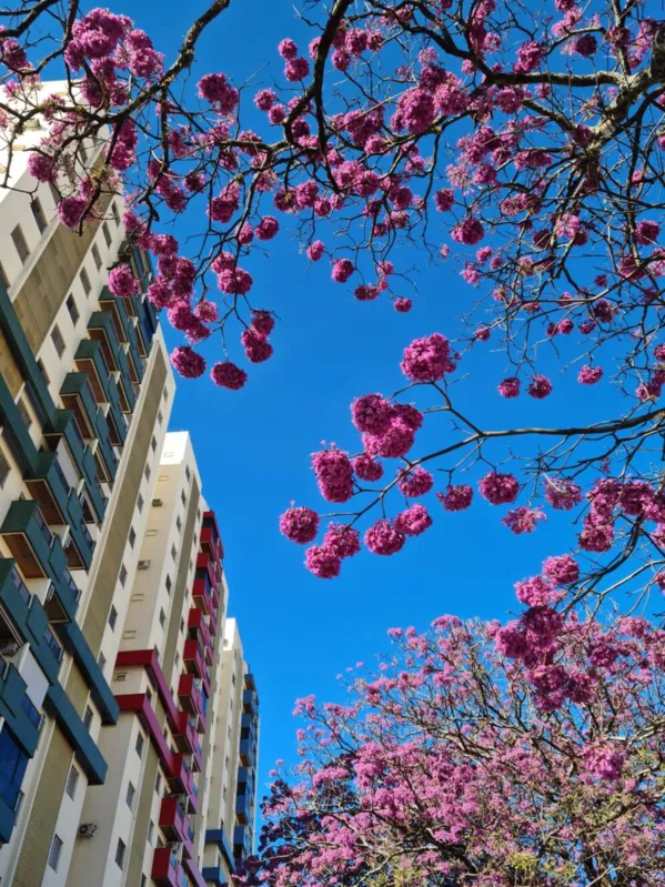 Na rua Brasil, os Ipês roxos viraram atração