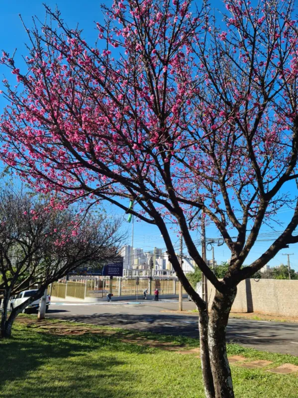 As flores de cerejeira garantem o colorido do rosa em frente ao IFPR, no jardim Dom Bosco