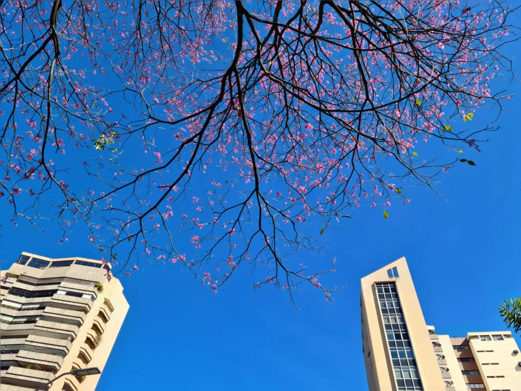 Imagem ilustrativa da imagem Flores para colorir o inverno em Londrina