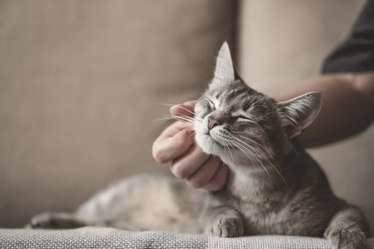 Imagem ilustrativa da imagem Gatos também podem sofrer com alergias