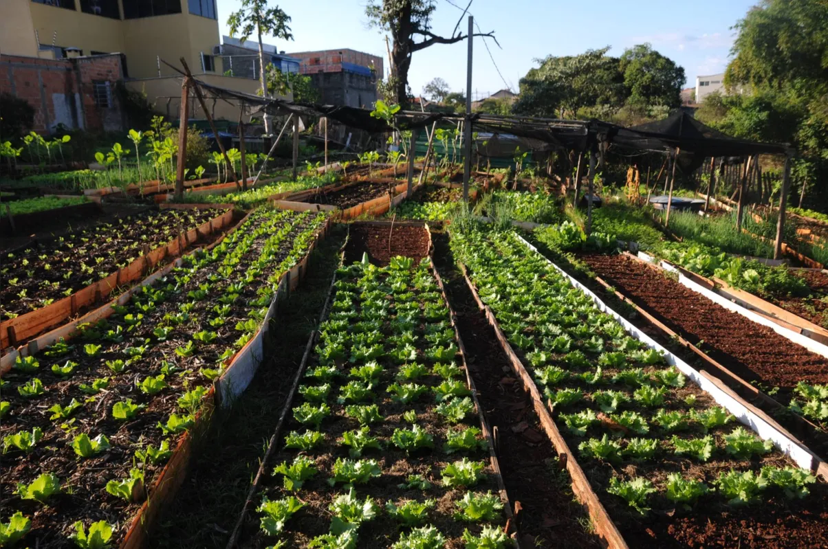 Horta no Parque Ouro Branco foi implantada há cerca de dez anos 