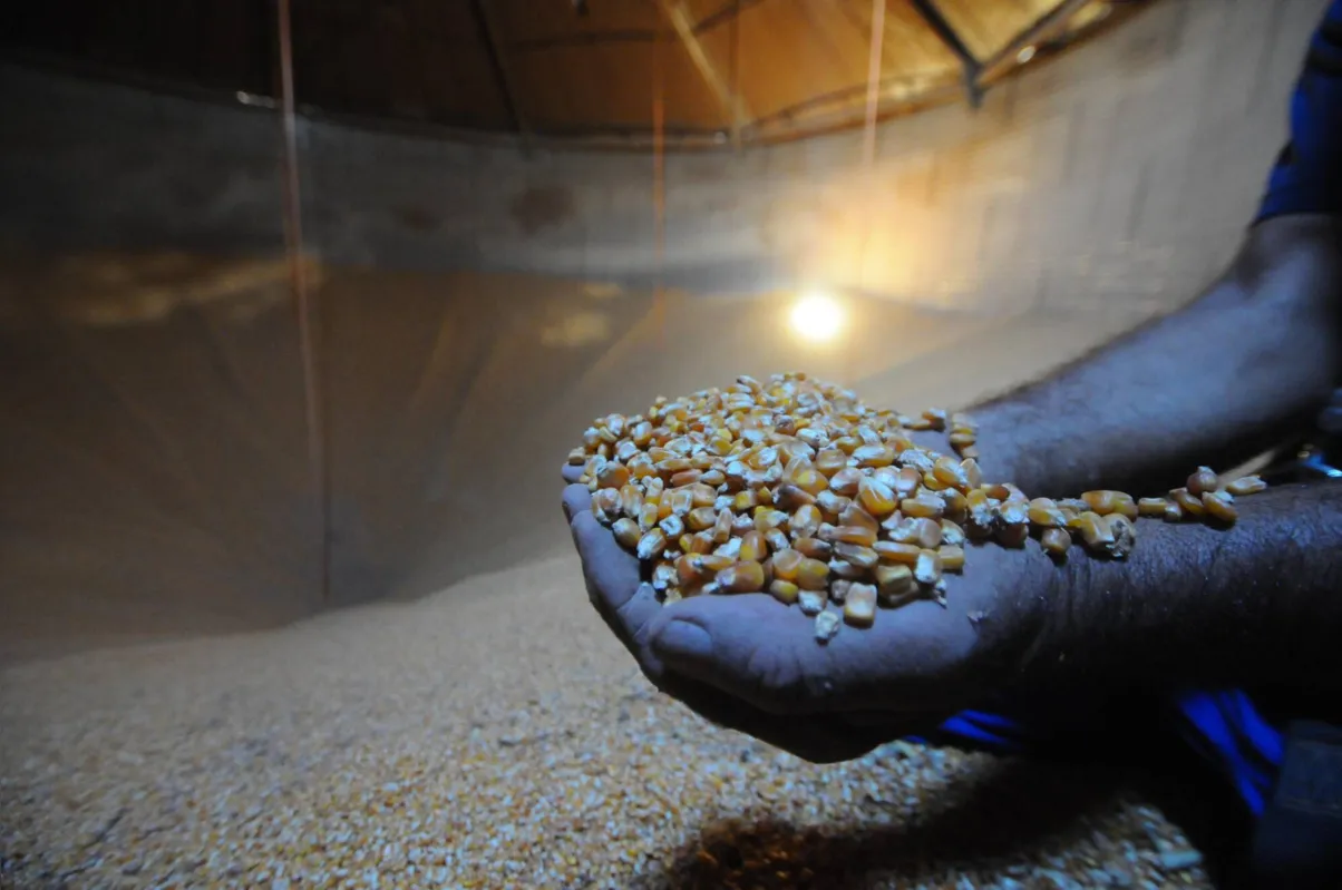Imagem ilustrativa da imagem Medida Provisória autoriza compra de milho a preço de mercado para ajudar pequenos criadores