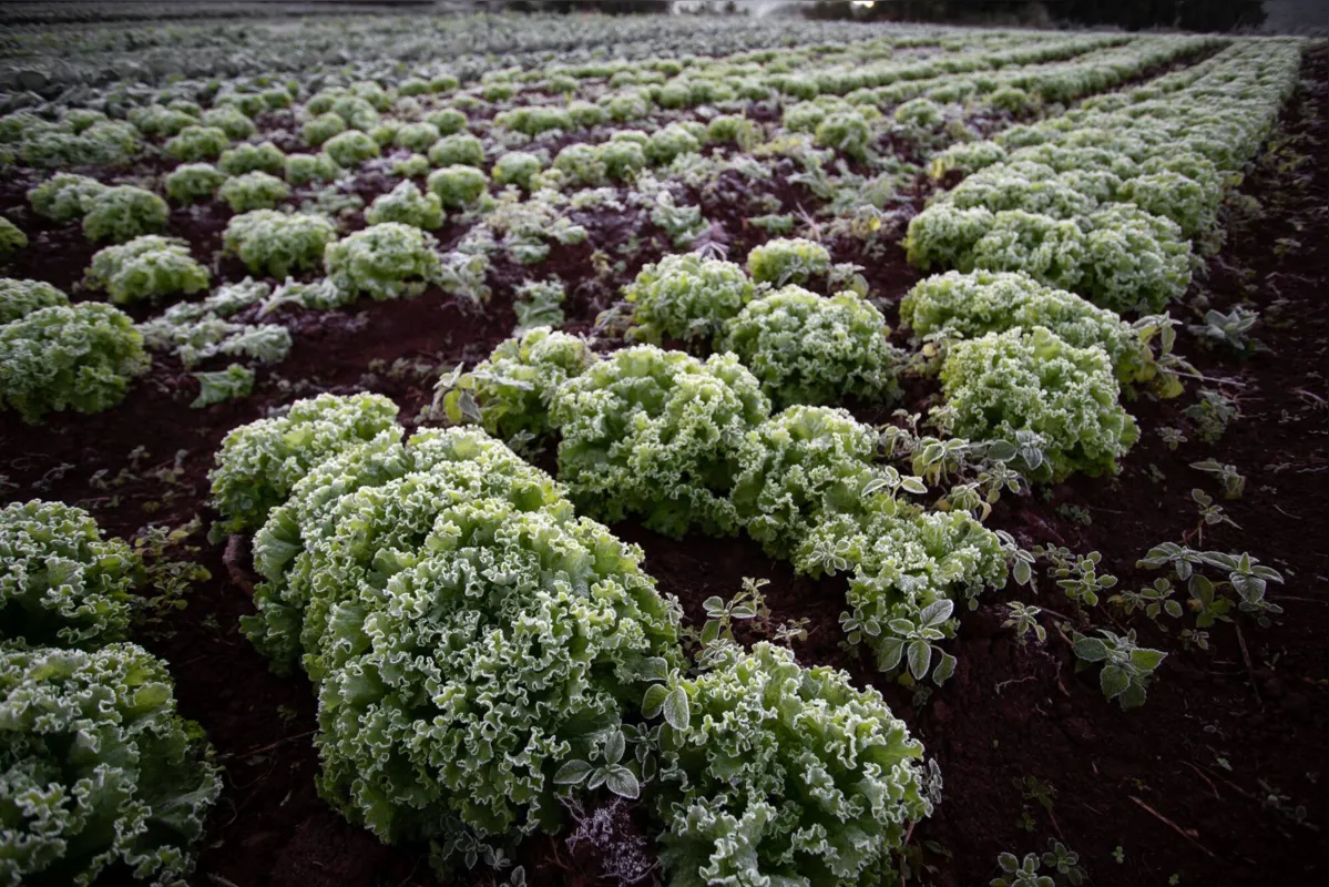 Imagem ilustrativa da imagem Nova onda de frio ameaça campo e pode elevar preço de café, frutas e hortaliças