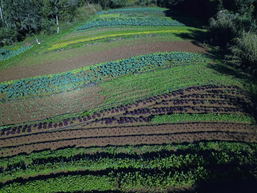 Propriedade com produção de orgânicos em Tijucas do Sul, na Região Metropoliana de Curitiba