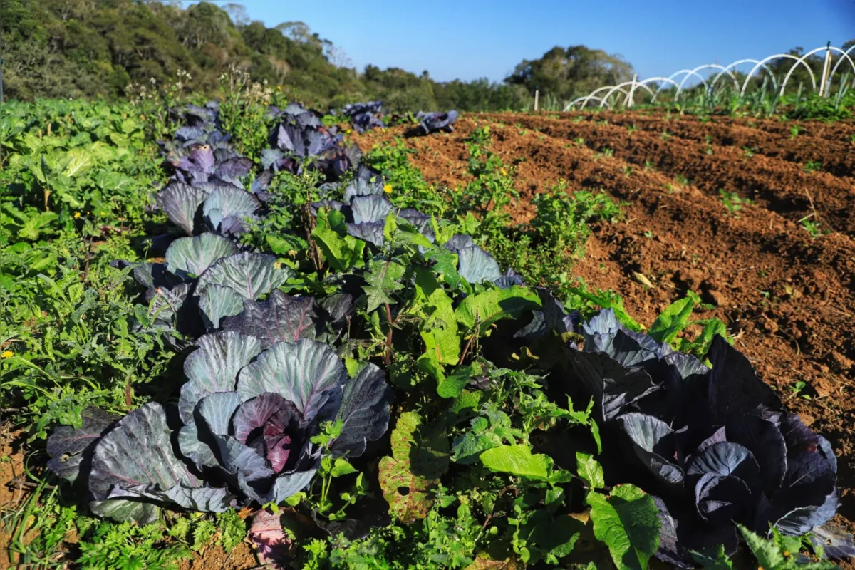Produção de orgânicos otimiza o uso dos recursos naturais e socioeconômicos

