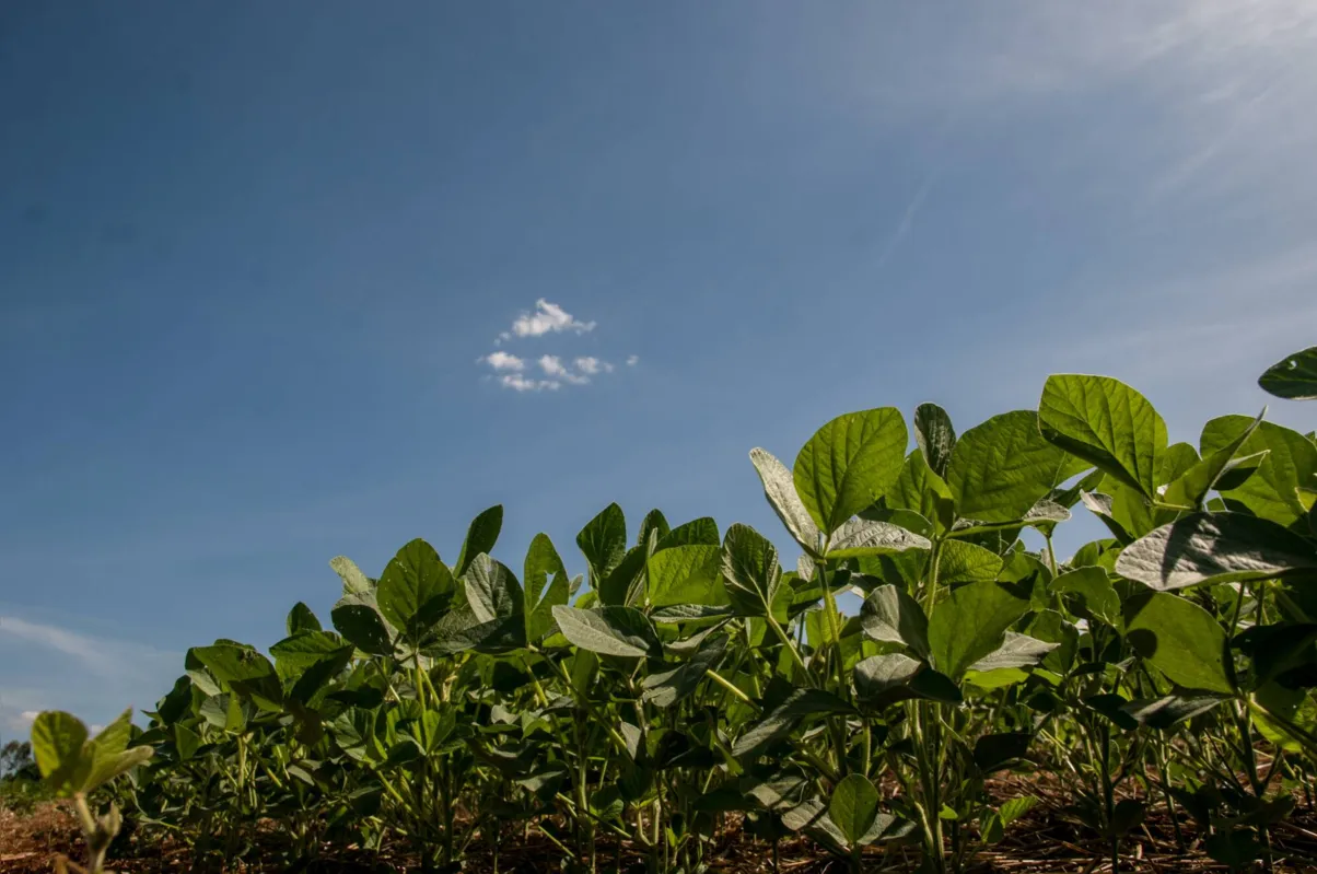 Imagem ilustrativa da imagem O agronegócio cultiva uma ideia: plantar inovação é obrigatório