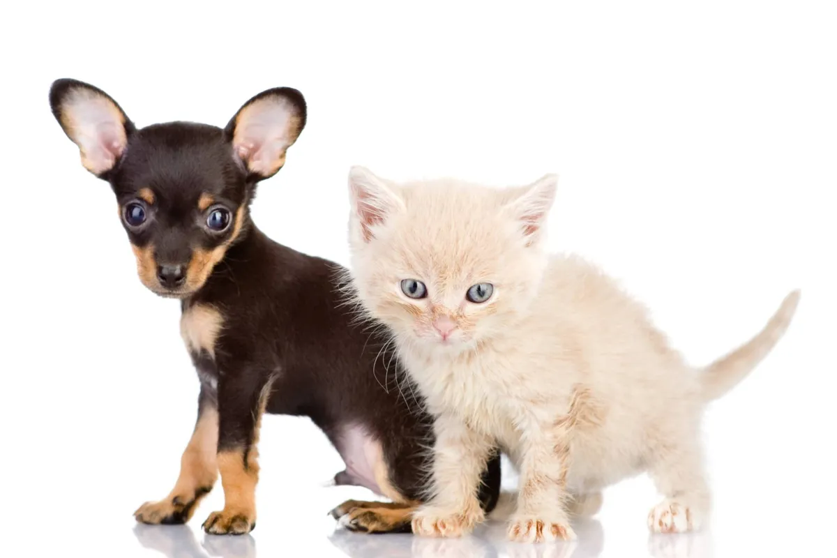 Imagem ilustrativa da imagem Os primeiros meses de vida do pet