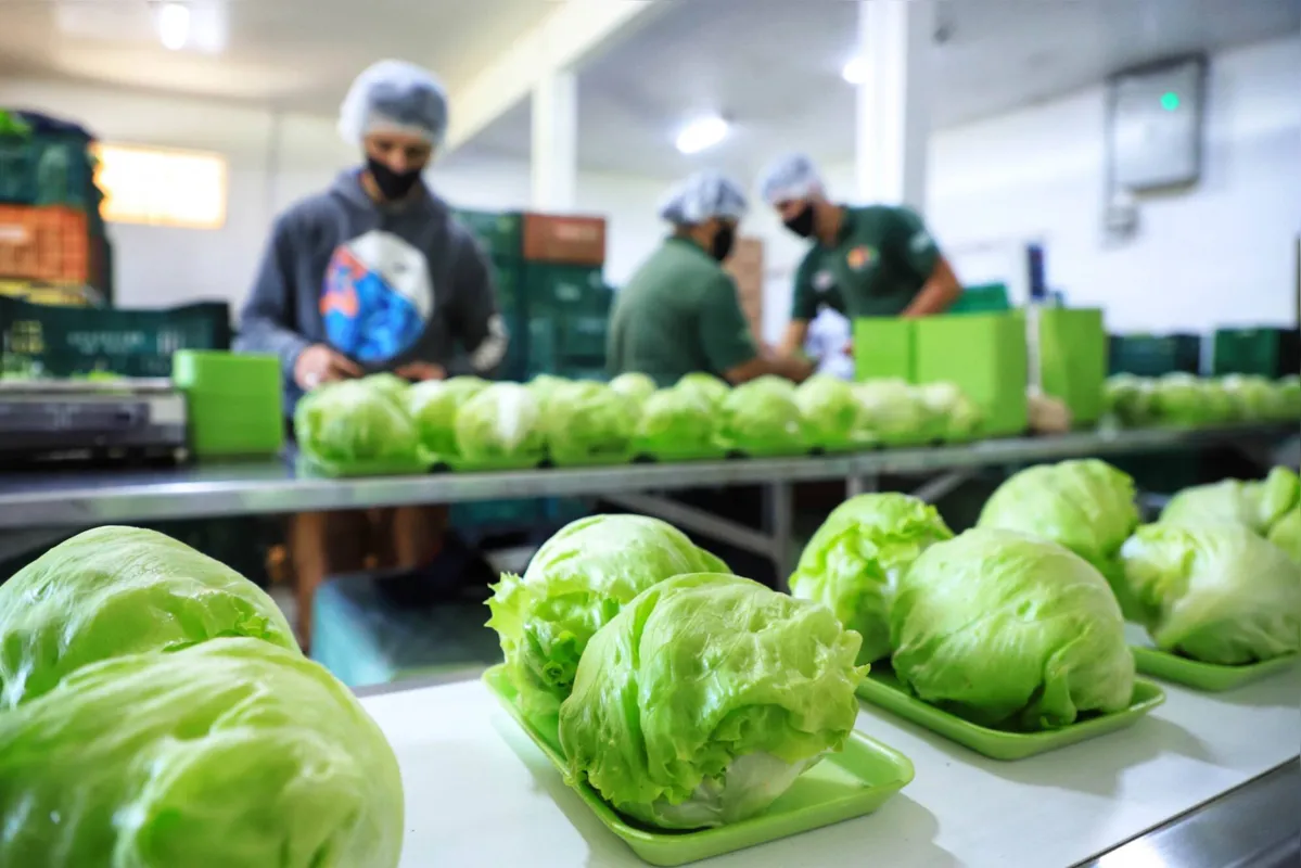 Orgânicos do Sul comercializou 1,2 milhão de bandejas de produtos no ano passado