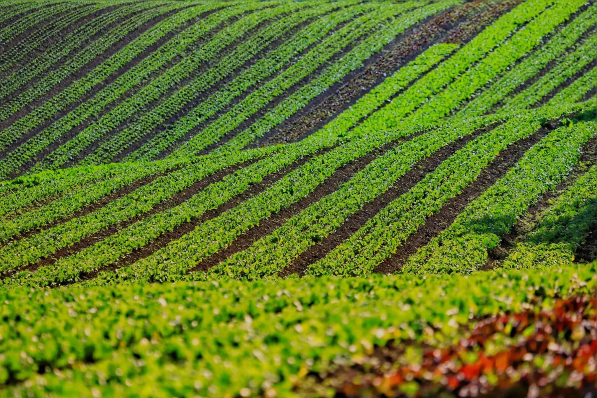 Ao todo, são cerca de 60 hectares da propriedade onde são produzidas 11 variedades