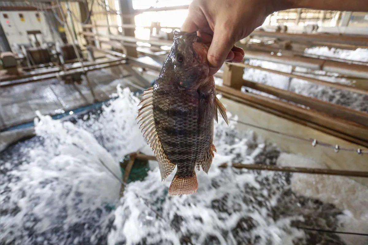 Volume total de carne de peixe exportado pelo Paraná no primeiro semestre atingiu 751 toneladas