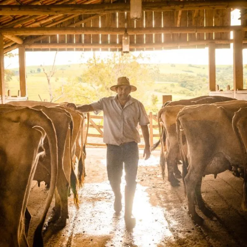 Leomar em meio ao plantel: hoje são 40 vacas Jersey, sendo que metade produz leite