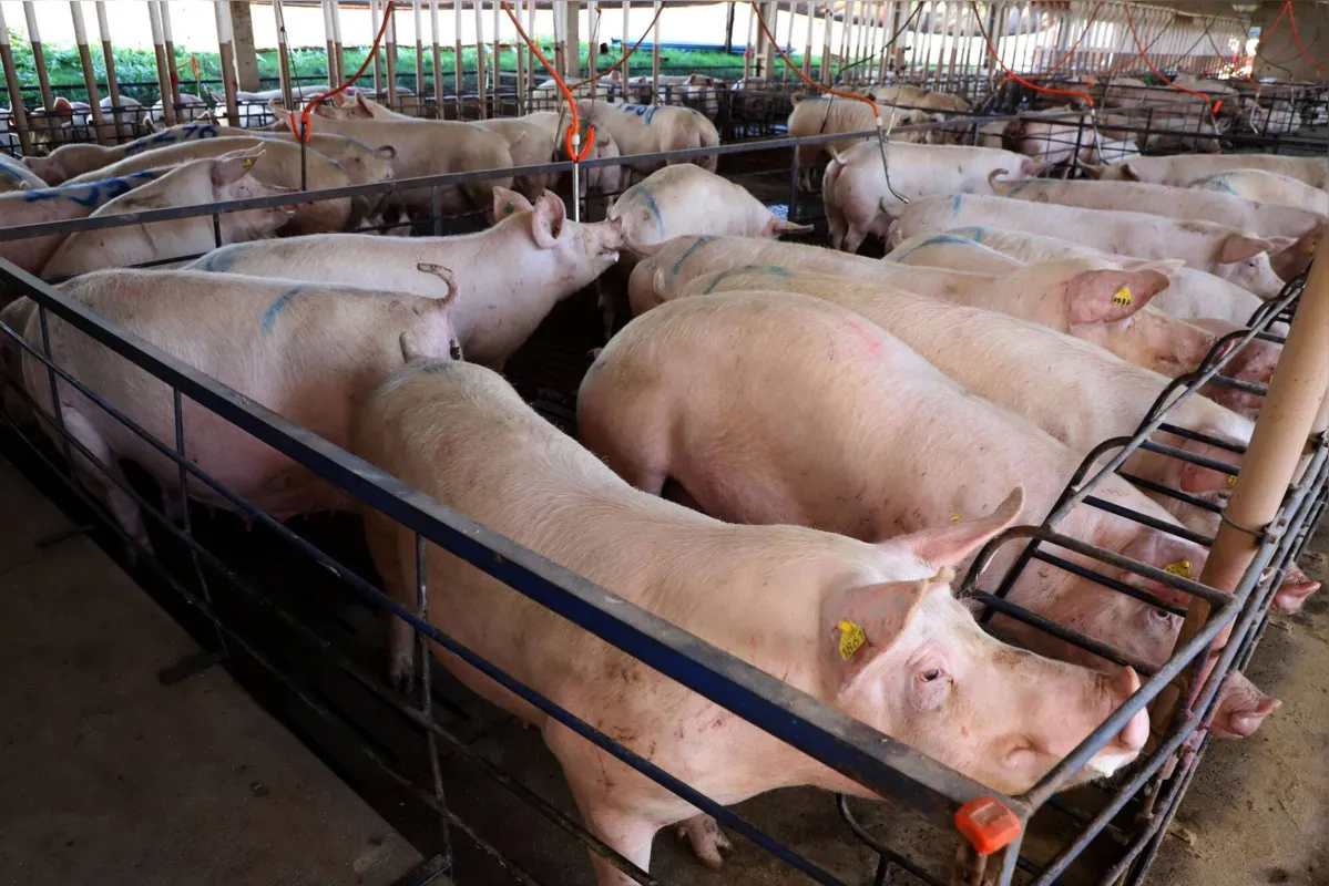 Imagem ilustrativa da imagem Paraná mira novos mercados internacionais na carne suína