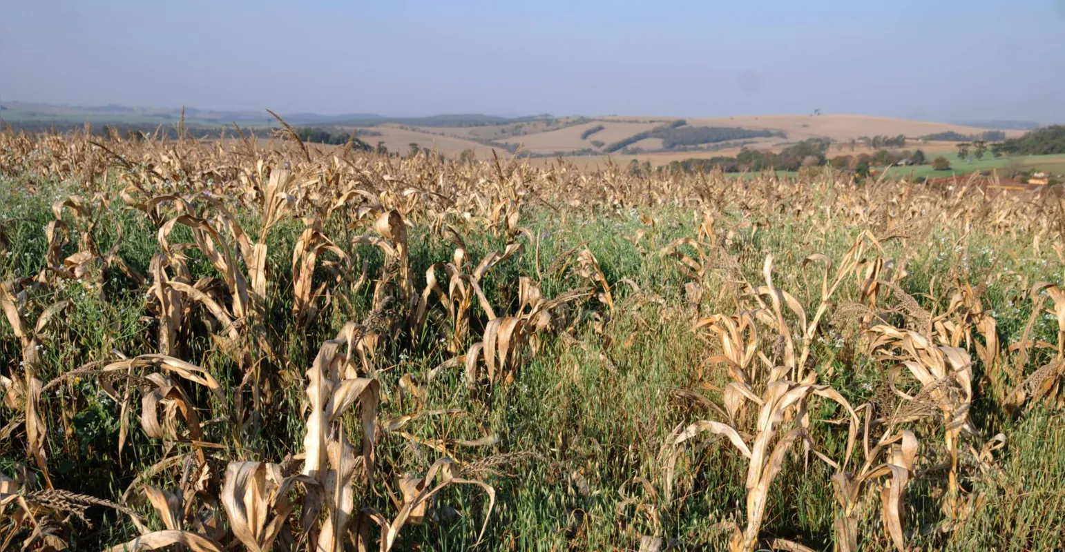 Imagem ilustrativa da imagem Paraná tem maior quebra de safra de milho da história