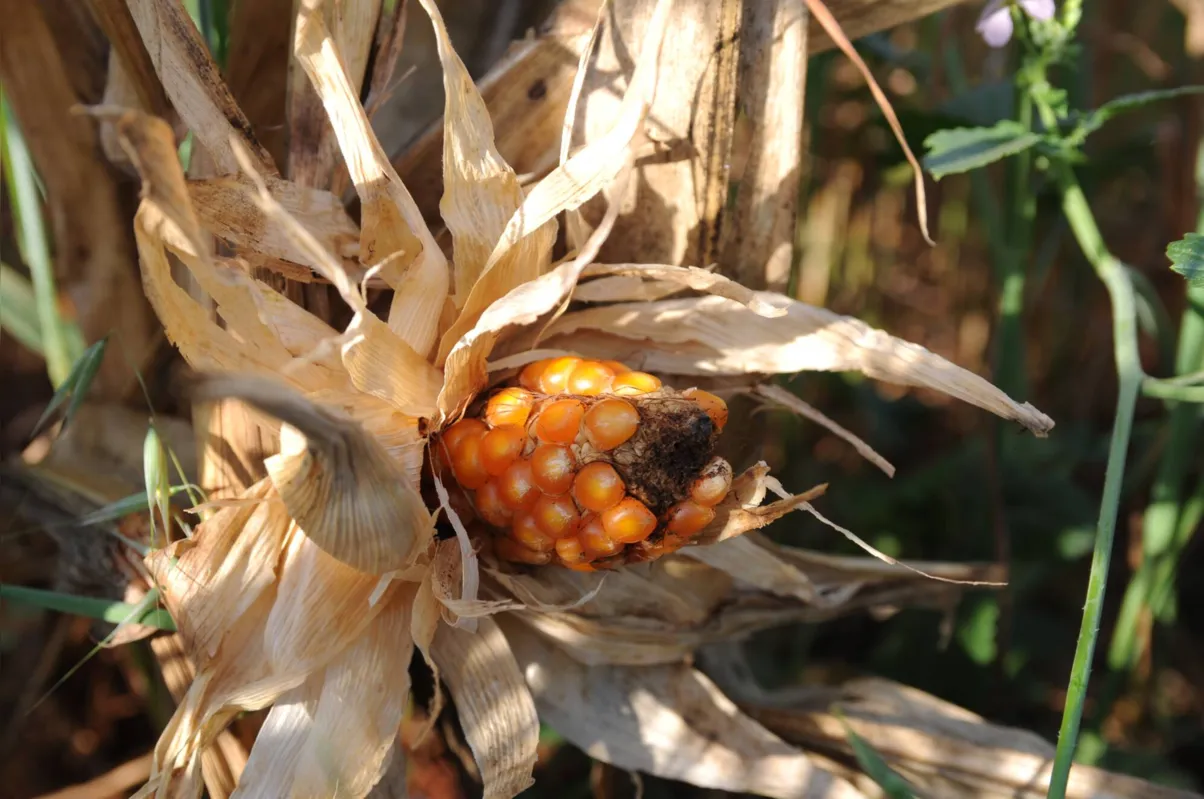 Imagem ilustrativa da imagem Paraná tem maior quebra de safra de milho da história