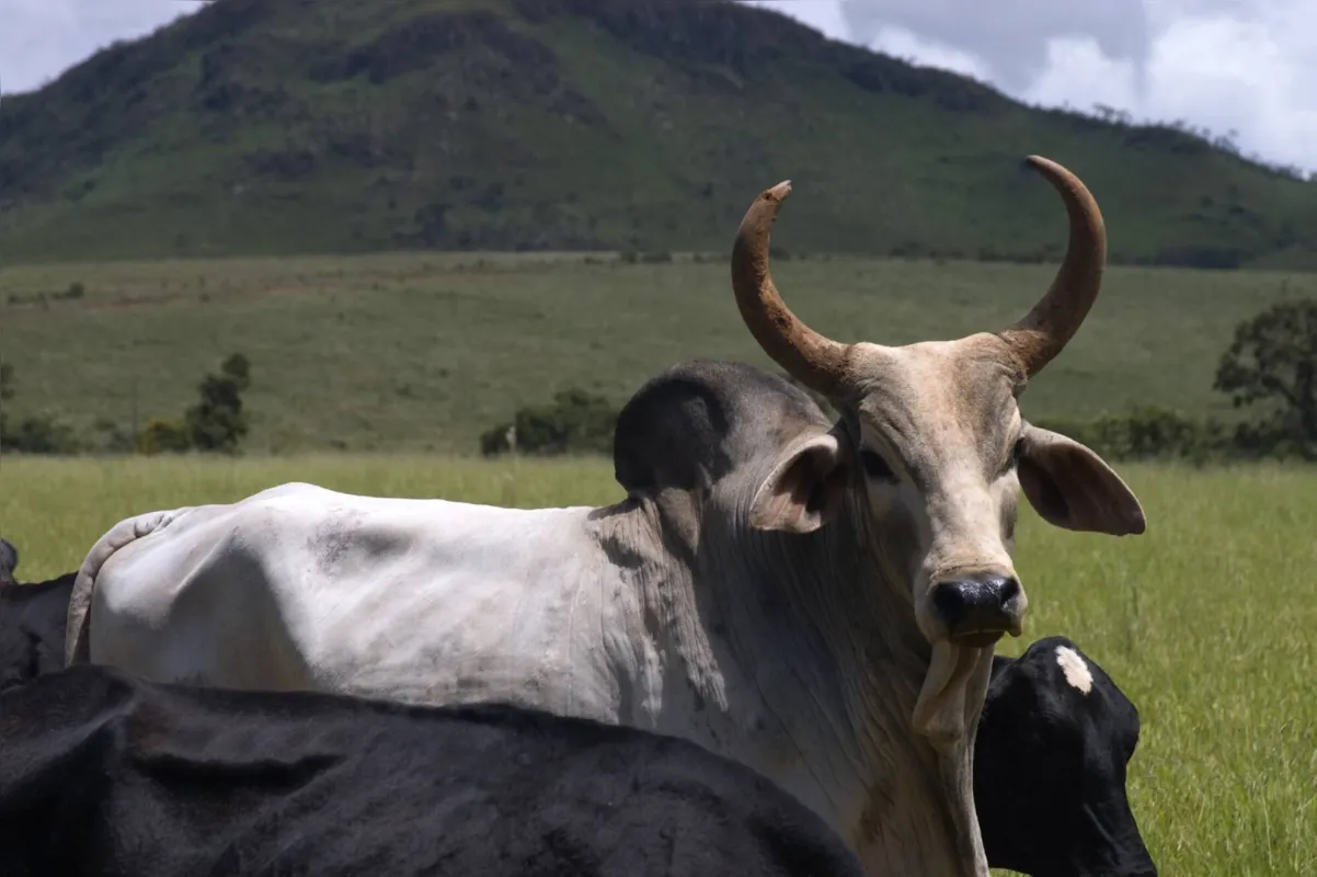 Imagem ilustrativa da imagem Pecuária com maior presença do zebu divide cenário com agricultura no Paraná