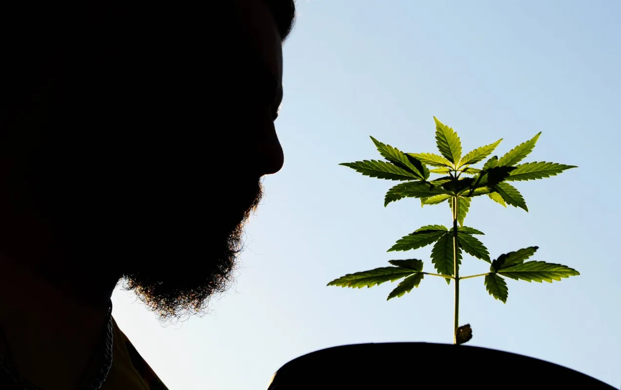 Imagem ilustrativa da imagem Pés de maconha são cultivados legalmente em uma chácara de Londrina