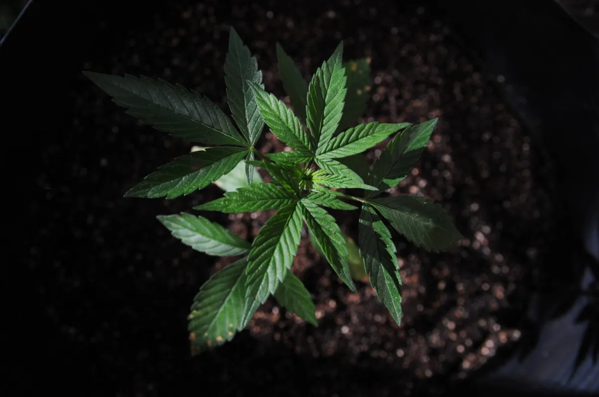 Imagem ilustrativa da imagem Pés de maconha são cultivados legalmente em uma chácara de Londrina