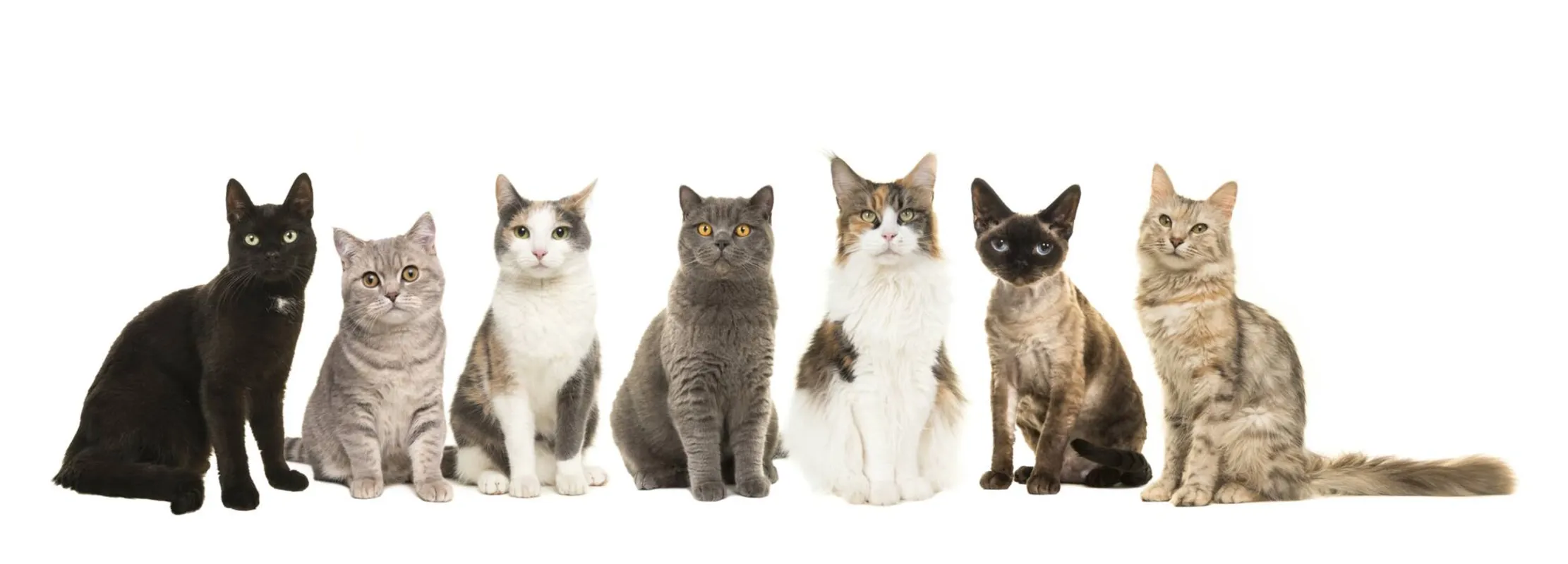 Imagem ilustrativa da imagem Por que meu gato é assim?