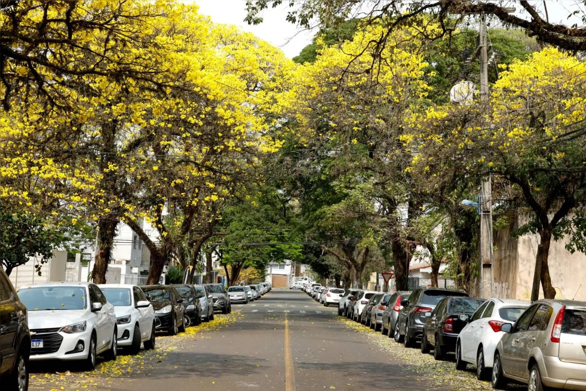 Imagem ilustrativa da imagem Prefeitura de Maringá cria roteiro dos ipês floridos