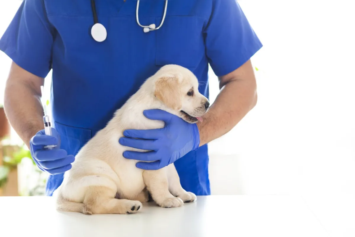 Imagem ilustrativa da imagem Quais as vacinas necessárias para cães e gatos?