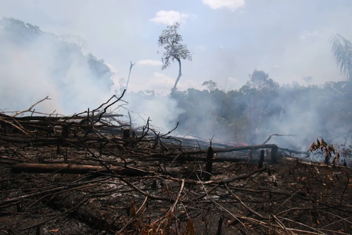 A floresta amazônica não é um bioma com espécies que tenham adaptação ao fogo